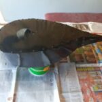 ediy 66 (25)