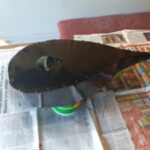 ediy 66 (27)